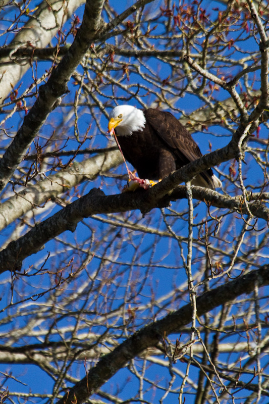 Bald Eagle Eating Fish